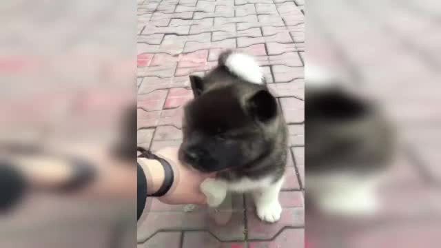 Trafic animale de companie