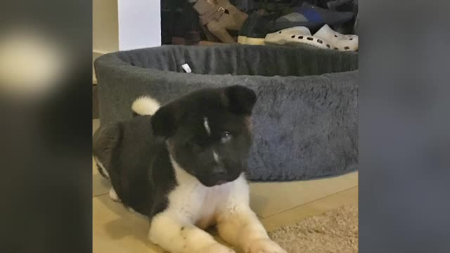 Trafic animale de companie