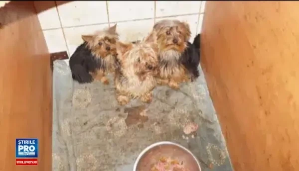 Fabricile de caini care scot pe banda pui cu anomalii genetice. Adevarul din spatele anunturilor de vanzare de pe internet