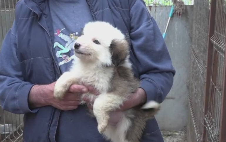 Targ de adoptii, de Ziua Internationala a Animalelor fara Stapan. Un barbat care isi pierduse cainele l-a regasit la targ