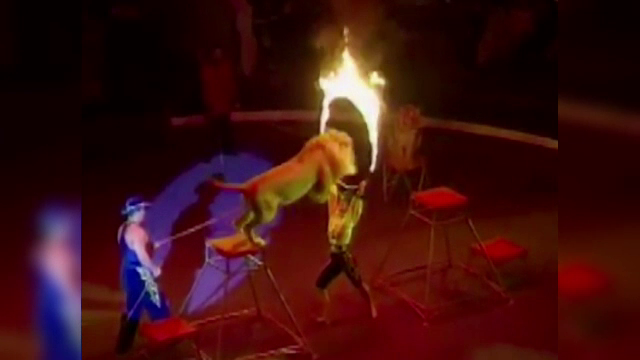 Deputatul Tinel Gheorghe, suparat ca animalele salbatice, chinuite si stresate, nu vor mai aparea la circ. "Am copii, nepoti"