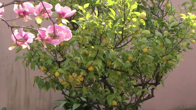 Plantele mediteraneene care pot fi plantate in ghiveci si sunt usor de intretinut. "Face vreo 500 de lamai, de 2 ori pe an"