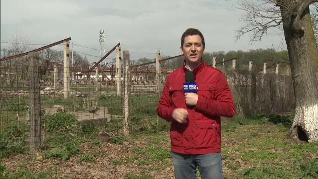 Romania a ramas fara centrele de testare a taurilor folositi la imperechere. Problemele cu care se confrunta crescatorii