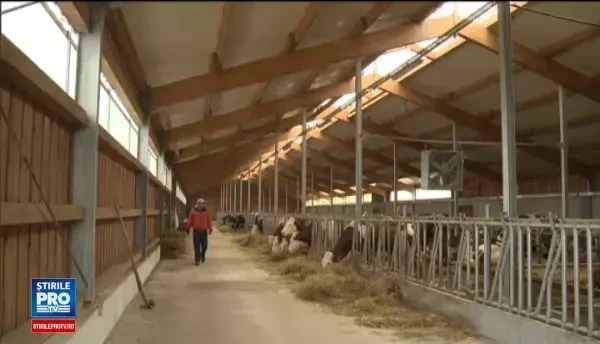 Romania a ramas fara centrele de testare a taurilor folositi la imperechere. Problemele cu care se confrunta crescatorii