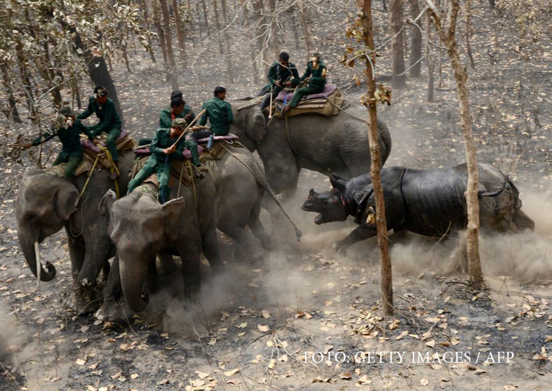 Momentul in care un rinocer ataca elefantii dintr-un parc din Nepal. Explicatia ingrijitorilor