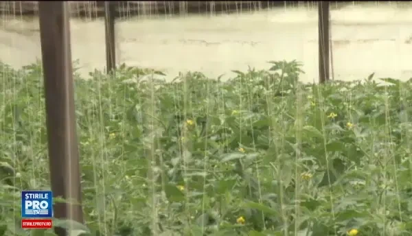 Motivul pentru care fermierii romani vor scoate pe piata mai devreme rosille anul acesta. Ce preturi vor avea