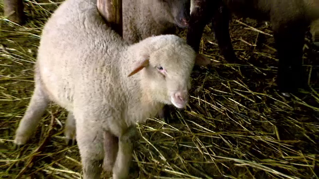 Ciobanul din Dolj care a înjunghiat mortal un client care voia un miel a fost reținut. Ce s-a întâmplat de fapt între ei