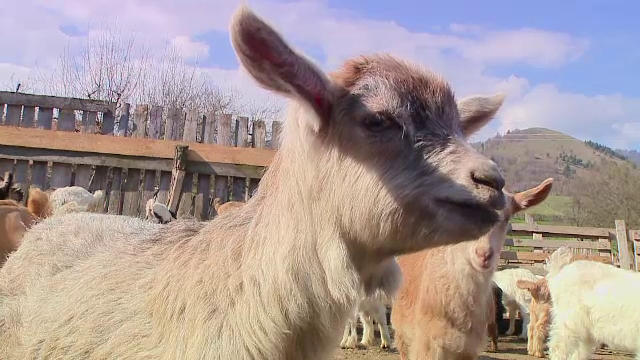 Turismul de aprovizionare prin satele traditionale de la noi ia avant in prag de Paste. Care sunt cele mai populare preparate