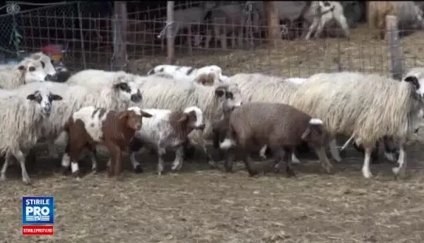 Au inceput negocierile pentru carnea de miel bio de la stanele din tara. Cat costa un kilogram de animal viu