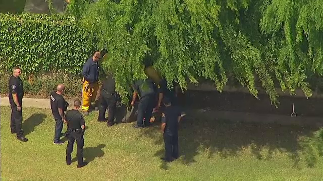 Sperietura pentru o femeie din California. Ce animal salbatic a gasit catarat intr-un copac din curtea casei