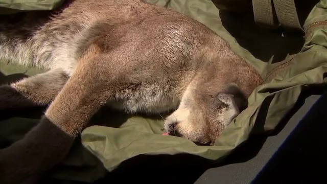 puma