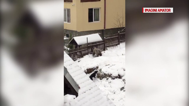 Un urs si-a facut aparitia langa gardul unei pensiuni din Azuga. Ce spun proprietarii vilei despre prezenta sa