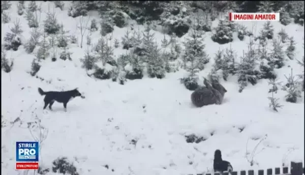 Un urs si-a facut aparitia langa gardul unei pensiuni din Azuga. Ce spun proprietarii vilei despre prezenta sa