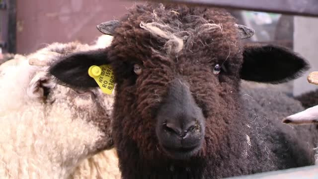 Pietele din Romania sunt pline cu oferte pentru carnea de miel. Anul acesta, Pastele ortodox si catolic sunt in aceeasi zi