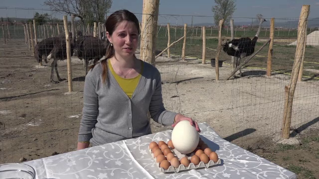 Oul de strut, care poate fi spart doar cu bormasina, o alegere deosebita pentru masa de Paste. Cat costa o bucata