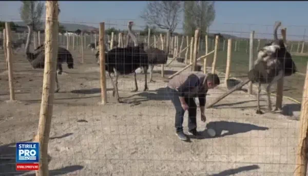 Oul de strut, care poate fi spart doar cu bormasina, o alegere deosebita pentru masa de Paste. Cat costa o bucata