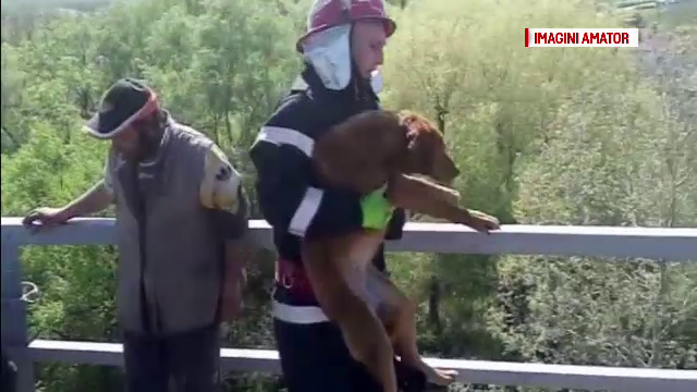 Catel aflat pe un stalp la 15 metri inaltime, salvat de militarii din Craiova. Ce a facut un localnic dupa ce l-au dat jos