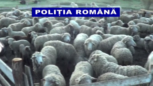 Un adolescent de 15 ar fi fost tratat ca un sclav la o stana din Galati. Fermierul, arestat 30 de zile