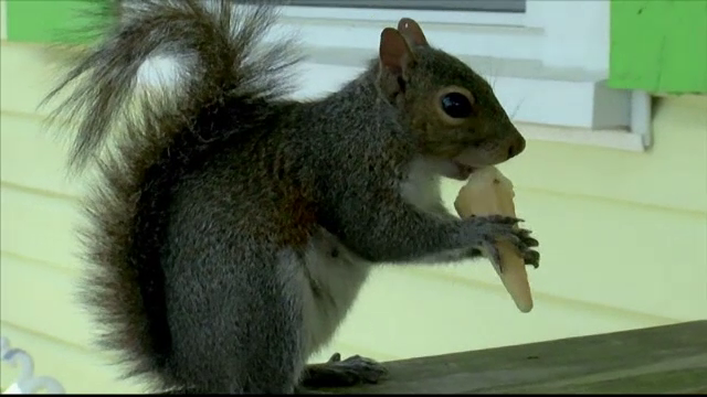 Mascota neobisnuita a unui magazin cu inghetata din Statele Unite. In fiecare zi vine sa savureze un cornet