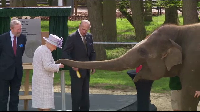 Regina Elisabeta a II-a a hranit un elefant cu banane. Cum a reactionat animalul dupa ce a ramas fara fructe