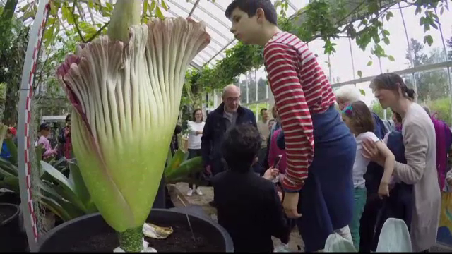 Cea mai urat mirositoare planta din lume infloreste o data la 10 ani. Zeci de oameni au admirat "floarea-cadavru", in Belgia