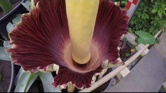 floare