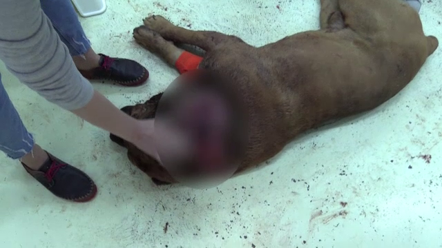 Caine din rasa cane corso, gasit impuscat in zona gatului de catre stapanul sau, in Dej. Animalul a fost eutanasiat