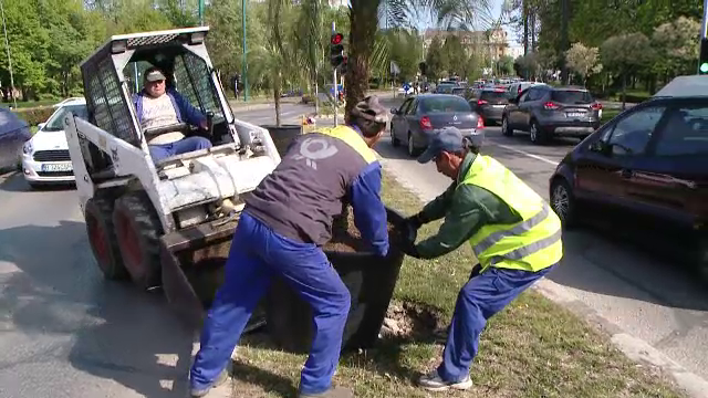 Cei 40 de palmieri ai Timisoarei s-au intors pe strazi odata cu venirea caldurii. Care e cea mai mare nemultumire a oamenilor