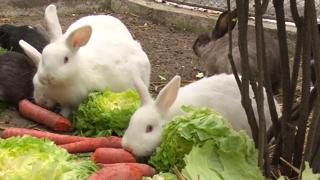Unii romani le cumpara copiilor iepuri de Paste doar ca sa le faca un moft. Ce se intampla cu animalele dupa sarbatori