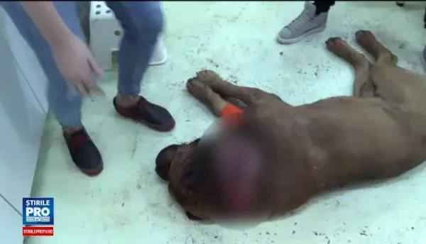 Caine din rasa cane corso, gasit impuscat in zona gatului de catre stapanul sau, in Dej. Animalul a fost eutanasiat