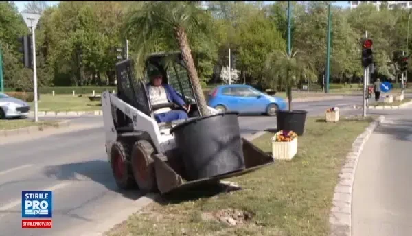 Cei 40 de palmieri ai Timisoarei s-au intors pe strazi odata cu venirea caldurii. Care e cea mai mare nemultumire a oamenilor