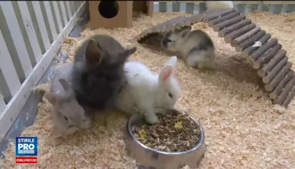 Unii romani le cumpara copiilor iepuri de Paste doar ca sa le faca un moft. Ce se intampla cu animalele dupa sarbatori