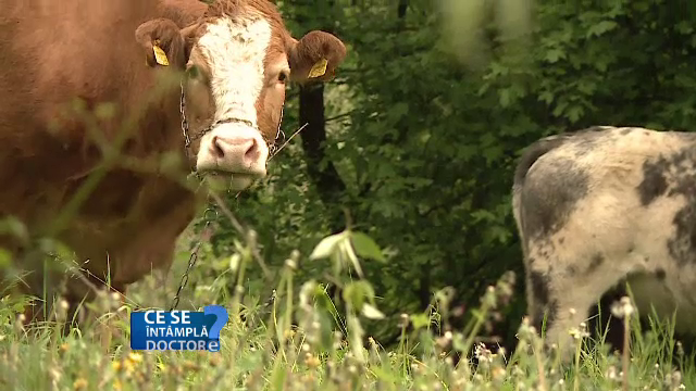 Vegetala care se apropie cel mai mult de calitatile nutritionale ale carnii. In ce combinatii sa nu o consumam