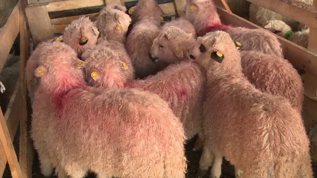 Pietele sunt pline de oameni in cautare de miel si alte preparate. De ce vanzarile au fost mai mari ca anul trecut