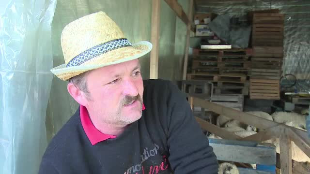 Crescatorii de animale, nemultumiti ca trebuie sa negocieze preturile la miei. "Romanul e invatat sa se tiganeasca"