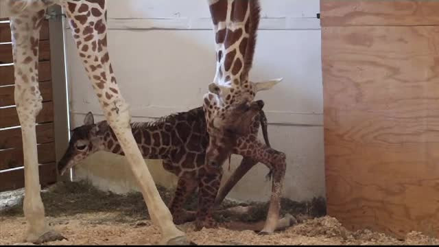 1.250.000 de oameni au urmarit live, pe Facebook, nasterea unui pui de girafa. Concurs online pentru gasirea unui nume