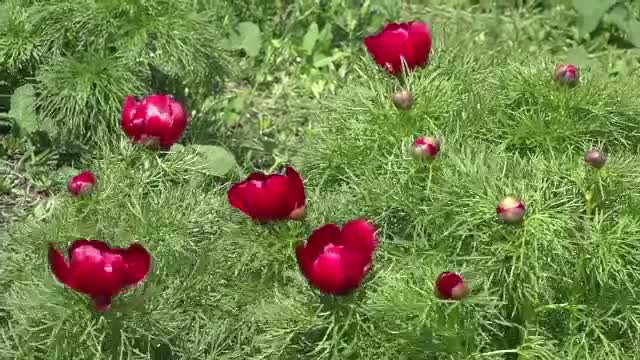 Spectacol de culori in Mures. Au inflorit bujorii de stepa din Zau de Campie, o rezervatie unica in Europa