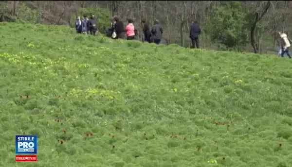 Spectacol de culori in Mures. Au inflorit bujorii de stepa din Zau de Campie, o rezervatie unica in Europa