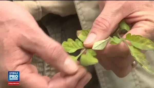 Vremea rea si frigul le dau fiori reci agricultorilor. Masurile luate pentru a nu se trezi cu recoltele distruse
