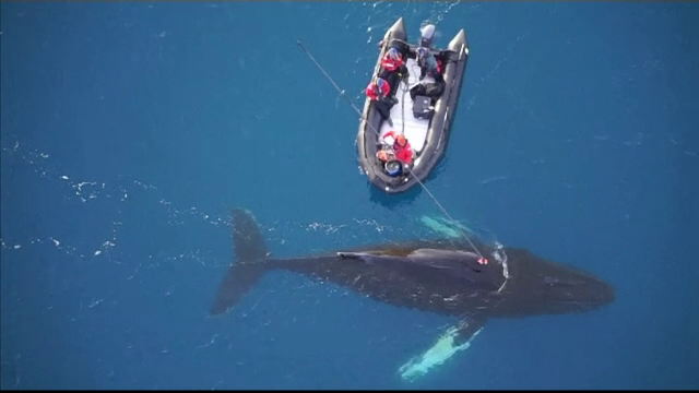 Un grup de cercetatori a instalat camere video pe balene din Antarctica. Ce au descoperit in urma experimentului