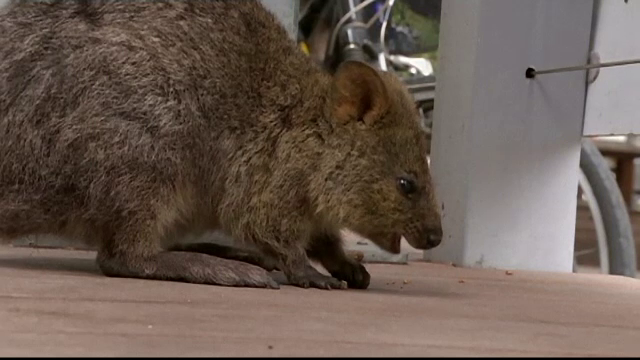 Cel mai fericit animal din lume este pe cale de disparitie. De ce a creat isterie printre cei dornici de selfie-uri perfecte