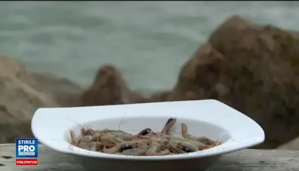 Romanii consuma creveti din strainatate, desi avem si noi, chiar mai gustosi. Cum se mancau garizii pe timpul lui Ceausescu