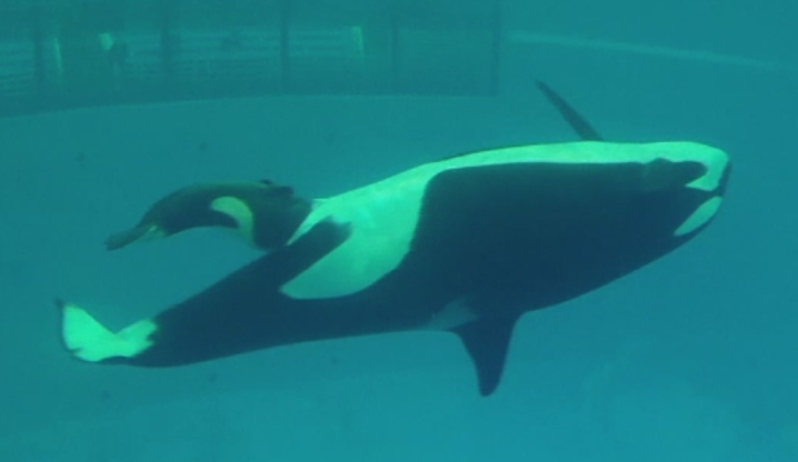 Prima balenă ”vorbitoare” din lume. Cuvintele pe care le-a învățat orca Wikie din Franța. AUDIO