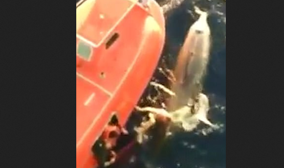 Momentul in care un marinar sare in ocean pentru a salva o balena prinsa intr-o plasa de pescuit. Cum s-a terminat totul