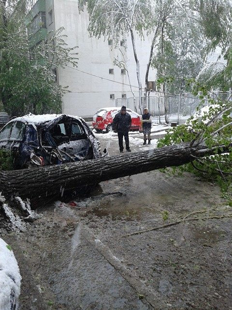 Mii de arbori au cazut in Iasi, din cauza greutatii zapezii, mai multe masini au fost avariate. Teiul lui Eminescu, afectat
