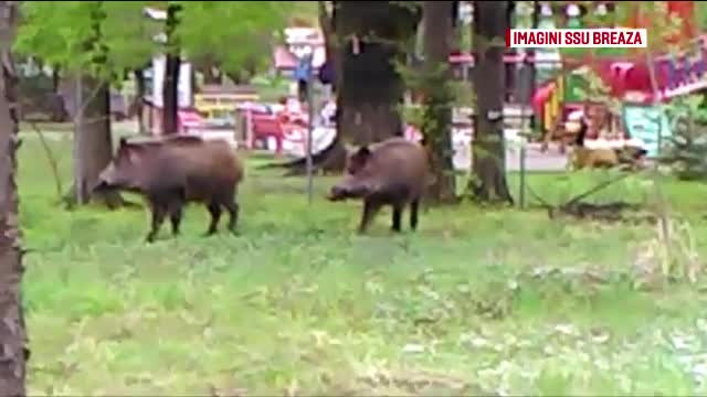 Doi mistreti au ajuns in centrul orasului Breaza. "Mancau o ghinda in parc la copii"