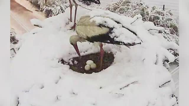 Berzele care s-au intors din Africa si-ar putea pierde puii, din cauza zapezilor. Ornitolog: "Pot rezista una sau doua zile"