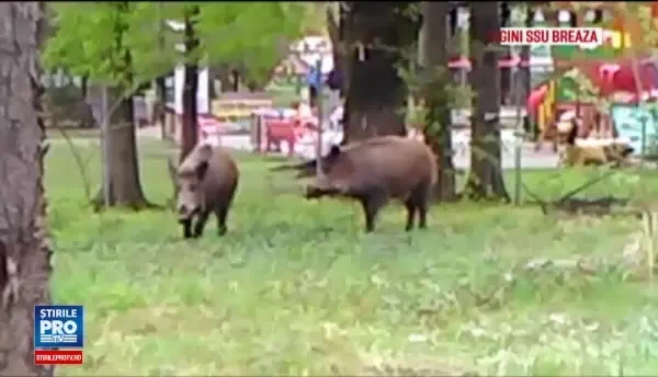 Doi mistreti au ajuns in centrul orasului Breaza. Mancau o ghinda in parc la copii