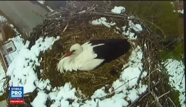Berzele care s-au intors din Africa si-ar putea pierde puii, din cauza zapezilor. Ornitolog: Pot rezista una sau doua zile