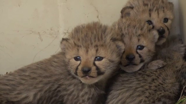 Ghepardul, cel mai rapid animal din lume, pe cale de disparitie. Cum incearca oamenii sa salveze specia